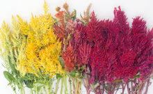 Load image into Gallery viewer, 50 Texas Plume Summer Sherbet Celosia Flower Seeds
