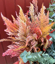 Load image into Gallery viewer, 50 Texas Plume Summer Shimmer Celosia Flower Seeds
