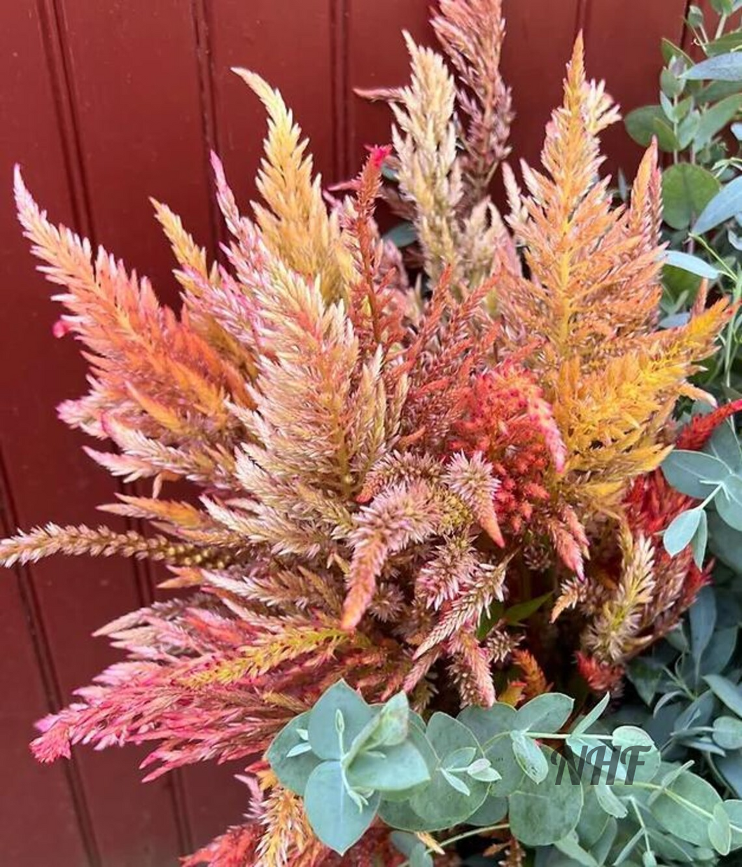 50 Texas Plume Summer Shimmer Celosia Flower Seeds