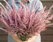 Load image into Gallery viewer, 50 Suworowii Sea Lavender Statice Flower Seeds
