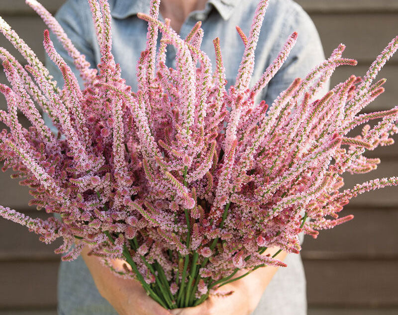 statice sea lavender plants 100 Suworowii Sea Lavender Statice Flower Seeds