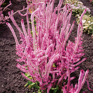 50 Suworowii Sea Lavender Statice Flower Seeds