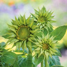 Load image into Gallery viewer, 25 SunFil Green Sunflower Seeds
