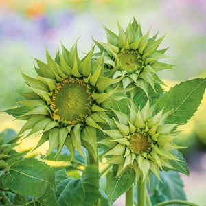 25 SunFil Green Sunflower Seeds