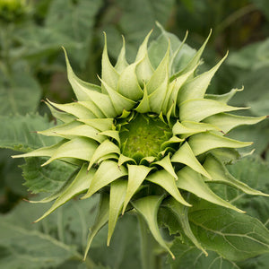 25 SunFil Green Sunflower Seeds