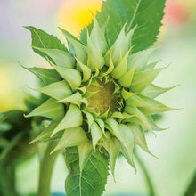 Load image into Gallery viewer, 25 SunFil Green Sunflower Seeds
