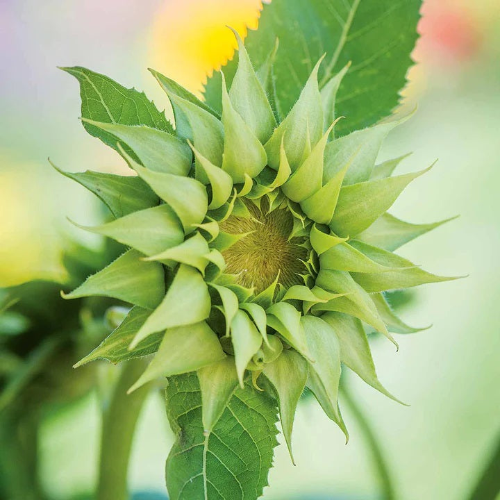Sunfil 25 SunFil Green Sunflower Seeds – New Hill Farms