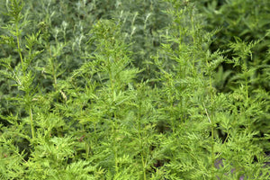 100 Organic Sweet Annie Artemisia annua Seeds