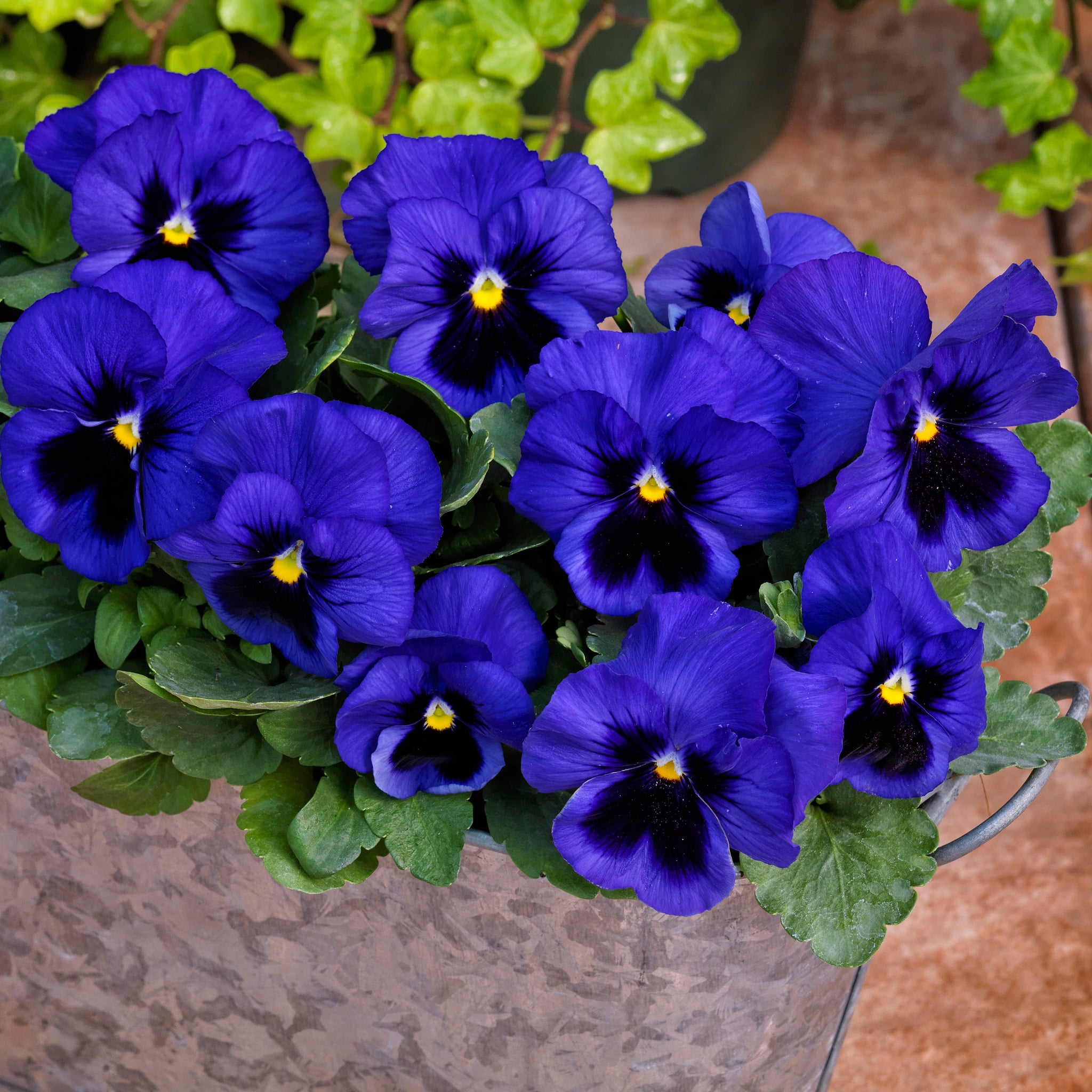 Blue Swissy 50 Ullswater Blue Swiss Giants Pansy Flower Seeds – New Hill Farms