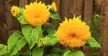 Load image into Gallery viewer, 30 Tall Teddy Bear Yellow Sunflower Seeds
