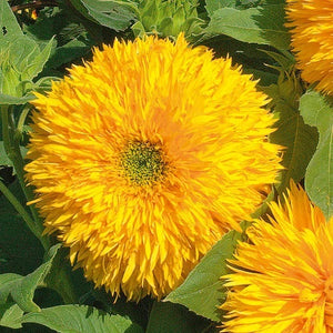 30 Tall Teddy Bear Yellow Sunflower Seeds
