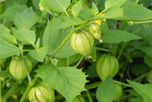 Load image into Gallery viewer, 20 Organic Green Tomatillo Vegetable Seeds
