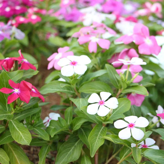 vinca flower seed 100 Vinca Mixed Color Flower Seeds