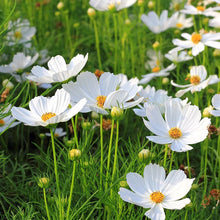 Load image into Gallery viewer, 300 White Cosmos Flower Seeds
