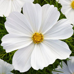 300 White Cosmos Flower Seeds