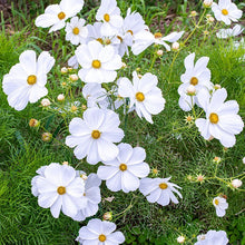 Load image into Gallery viewer, 300 White Cosmos Flower Seeds
