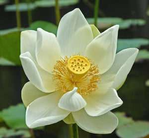 white water lily seeds Bonsai White Water Lily Kit / White Lotus Flower Seeds – New Hill Farms