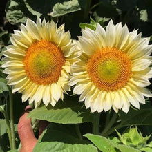 Load image into Gallery viewer, 20 Procut White Lite Sunflower Seeds
