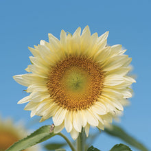Load image into Gallery viewer, 20 Procut White Lite Sunflower Seeds
