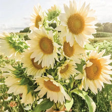 Load image into Gallery viewer, 20 Procut White Lite Sunflower Seeds
