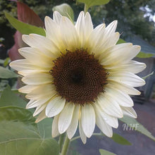 Load image into Gallery viewer, 20 Procut White Nite Sunflower Seeds
