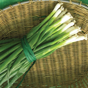 100 Organic White Bunching Onion Vegetable Seeds