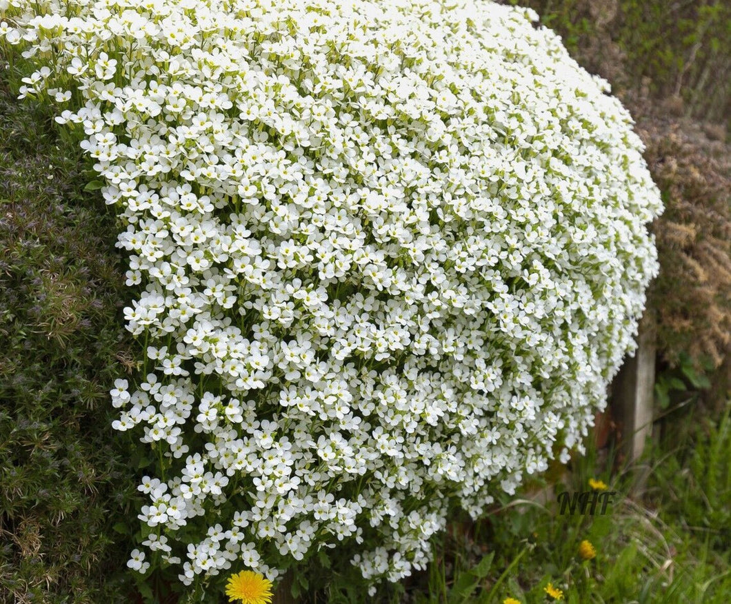 rock cress seeds planting 500 White Rockcress Flower Seeds