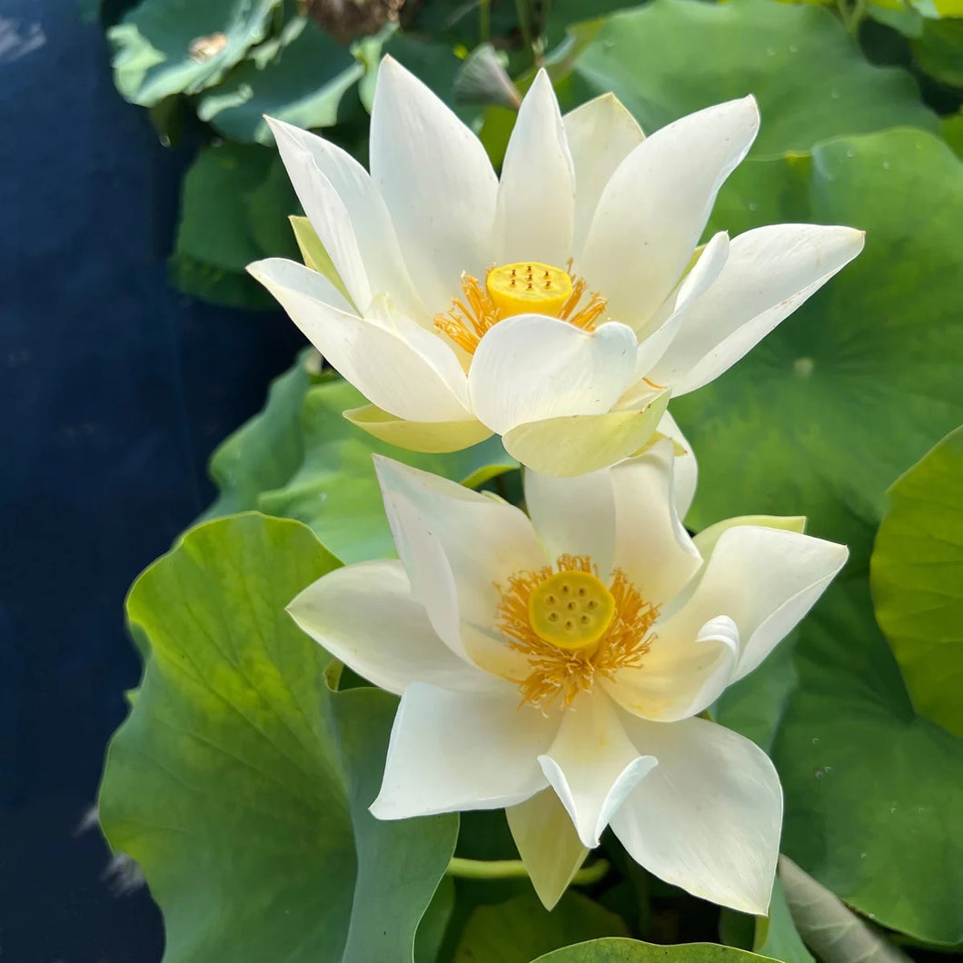 white water lily plants Bonsai White Water Lily Kit / White Lotus Flower Seeds
