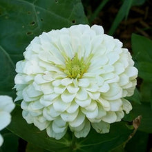 Load image into Gallery viewer, 100  Peaches and Cream Zinnia Flower Seeds
