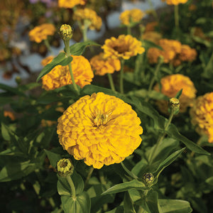 100 Bright Yellow Zinnia Flower Seeds