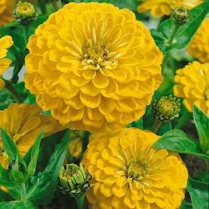 100 Bright Yellow Zinnia Flower Seeds