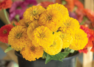 100 Bright Yellow Zinnia Flower Seeds