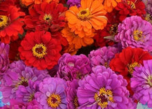 Load image into Gallery viewer, 100 &quot;Majestic Mix&quot; Zinnia Flower Seeds
