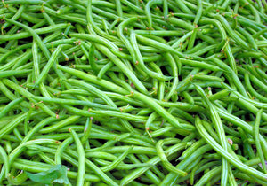 25 Organic "Provider" Green Bush Bean Vegetable Seeds