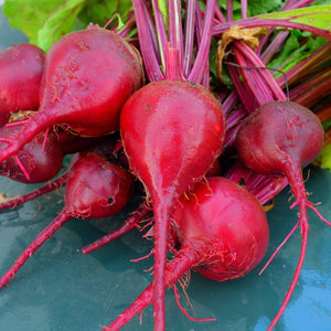 150 Organic "Detroit" Red Beet Vegetable Seeds