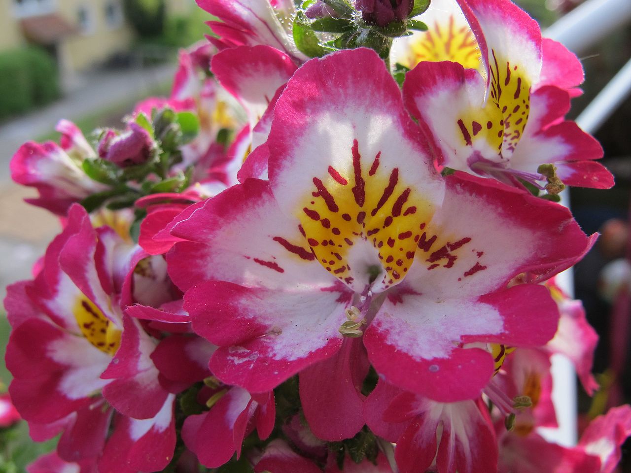 butterfly orchid native plant nursery palm beach gardens 200 Butterfly Orchid Flower Seeds