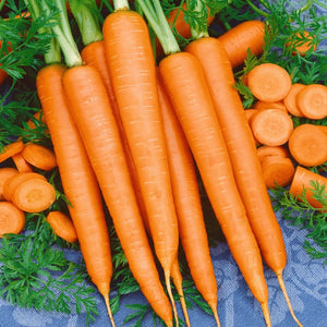 500 Organic Danvers Carrot Vegetable Seeds