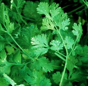 200 Organic Cilantro Herb Seeds