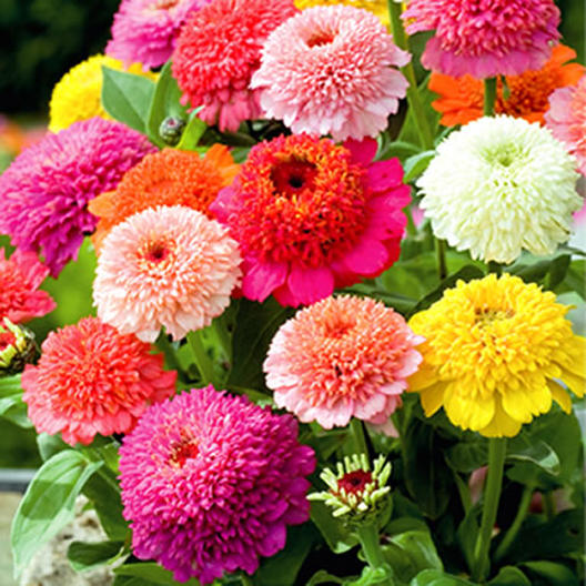 Crested Mix Color Zinnia