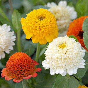 100 Mixed Color Crested Zinnia Flower Seeds