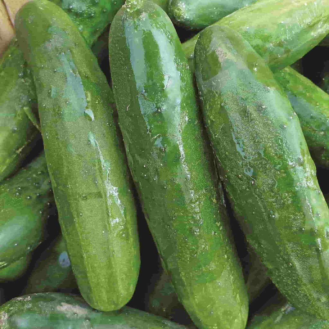 20 Organic Marketmore Cucumber Vegetable Seeds