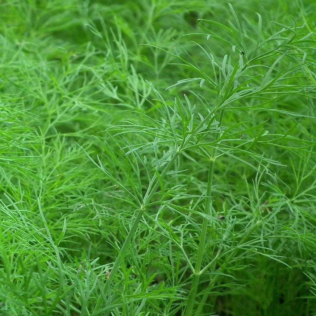 200 Organic Bouquet Dill Herb Seeds