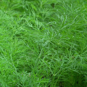 200 Organic Bouquet Dill Herb Seeds