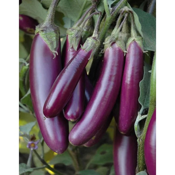 25 Organic Chinese Purple Eggplant Vegetable Seeds