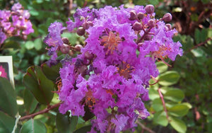25 Hardy Lavender Purple Crepe Myrtle Tree Seeds