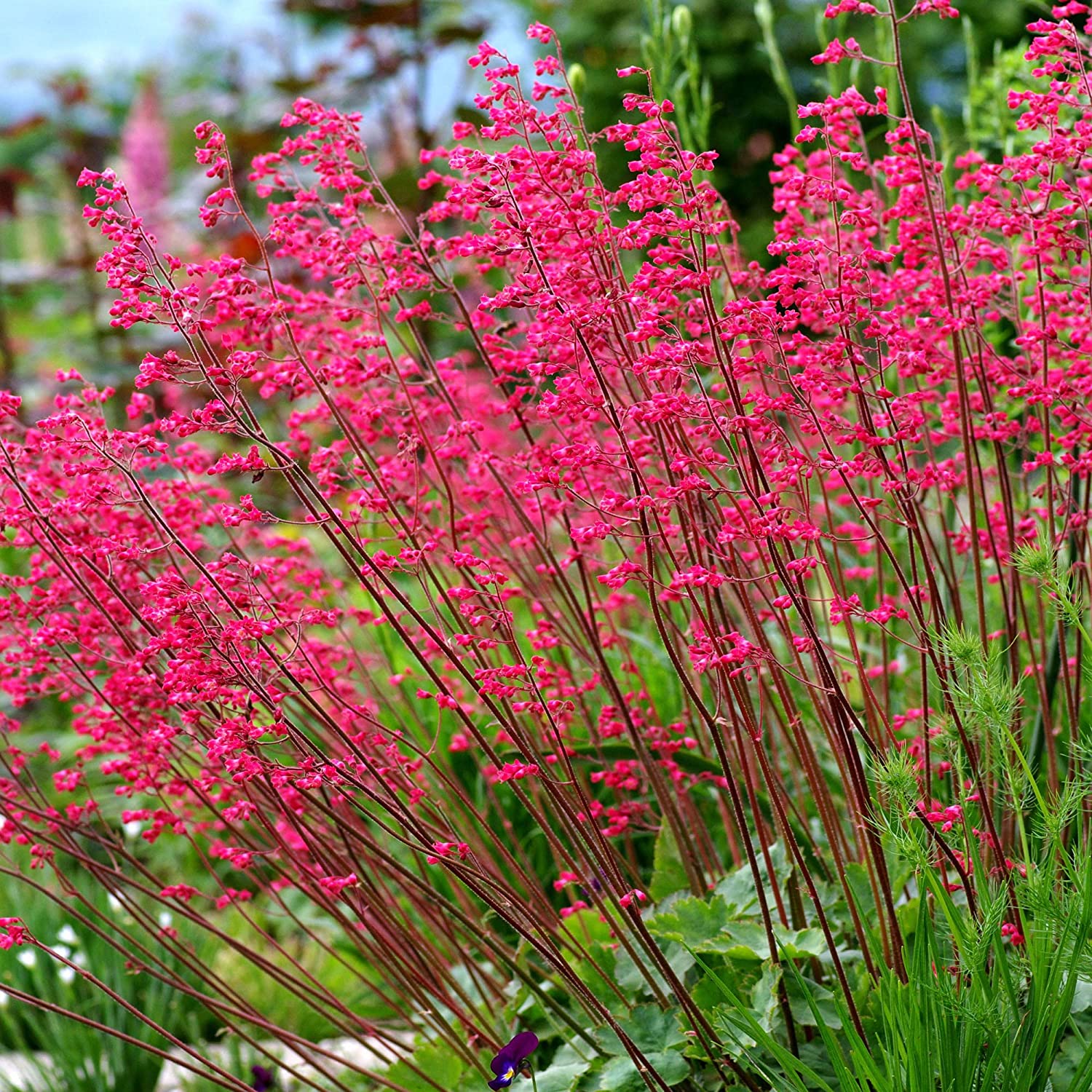 50 Coral Bells Firefly Flower Seeds