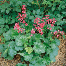 Load image into Gallery viewer, 50 Coral Bells &quot;Firefly&quot; Flower Seeds
