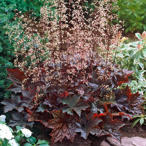 50 Coral Bells "Palace Purple" Flower Seeds