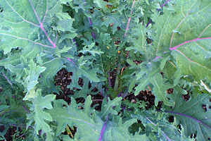 200 Organic Red Kale Vegetable Seeds