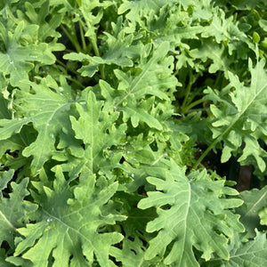 100 Organic White Kale Vegetable Seeds